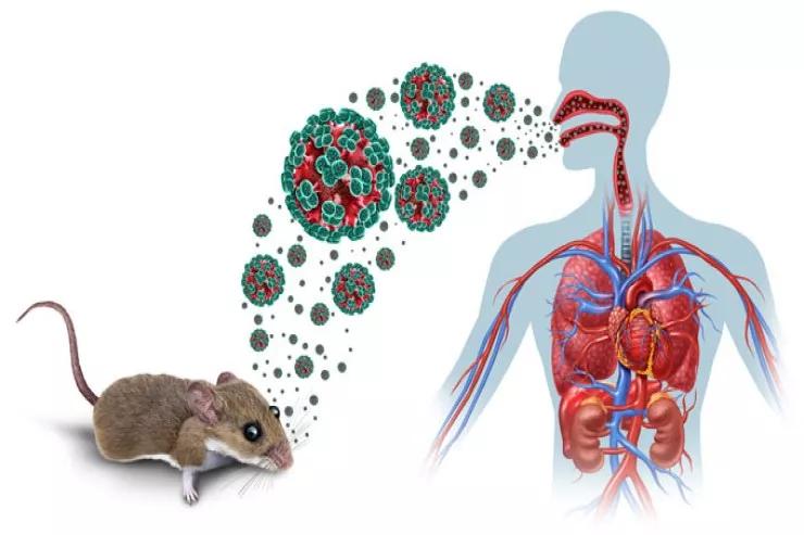 Hantavirus qlobal problemə çevrildi - Nə peyvəndi var, nə müalicəsi