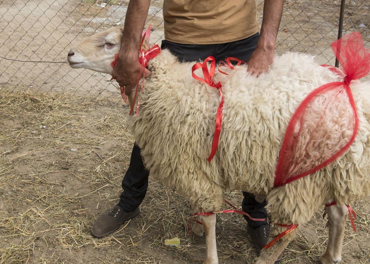 Pul yollayıb qurban kəsdirmək olarmı? – Bilmədiyiniz vacib qaydalar
