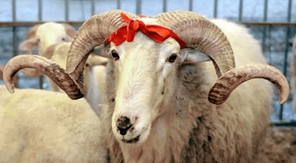 Borcla qurbanlıq almaq düzgündür? - İmkan yoxdursa...