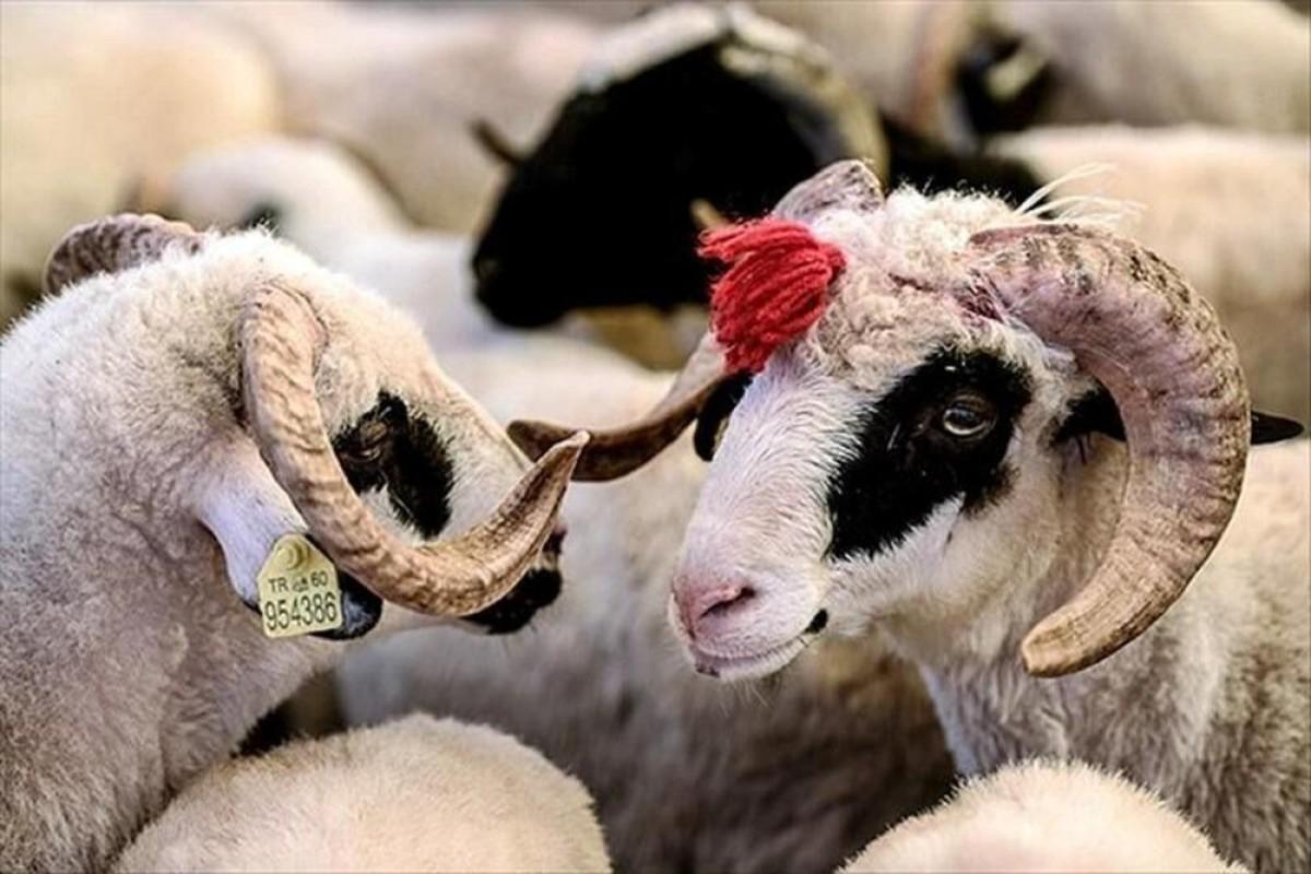 Qurban bayramı dünyada necə keçirilir? – Hansı ölkədə ən çox hansı heyvan kəsilir?