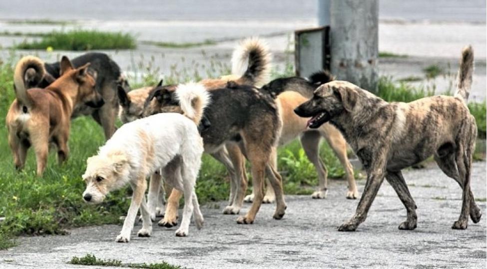 Bakıda küçə heyvanları problemi: "Kadr çatışmazlığı əsas məsələdir"