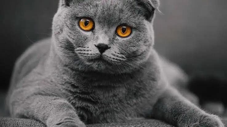 Pişiklər insanın kədərini necə hiss edə bilirlər?